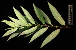 Salix lasiandra. Mature foliage showing both leaf surfaces.
 Image: D. Glenny © Landcare Research 2020 CC BY 4.0